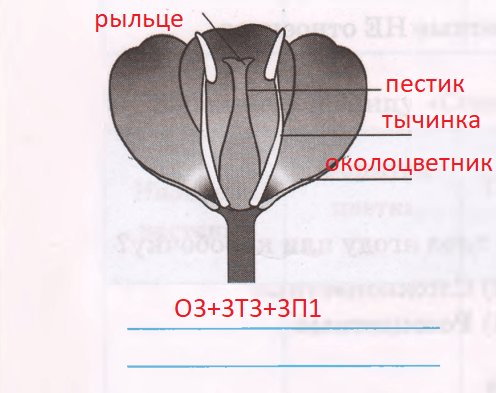 Решение рисунок 1