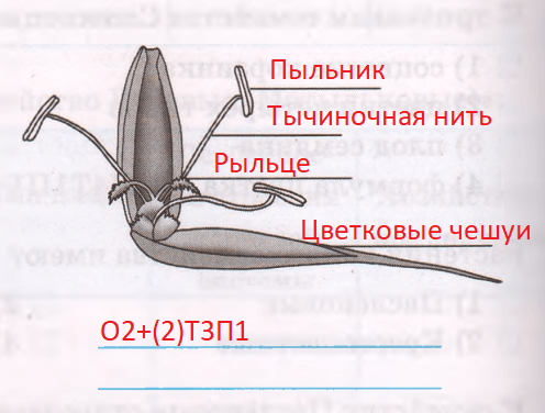 Решение рисунок 2