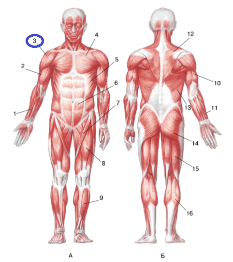 Решение рисунок 1