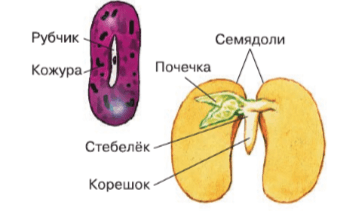 Решение рисунок 1